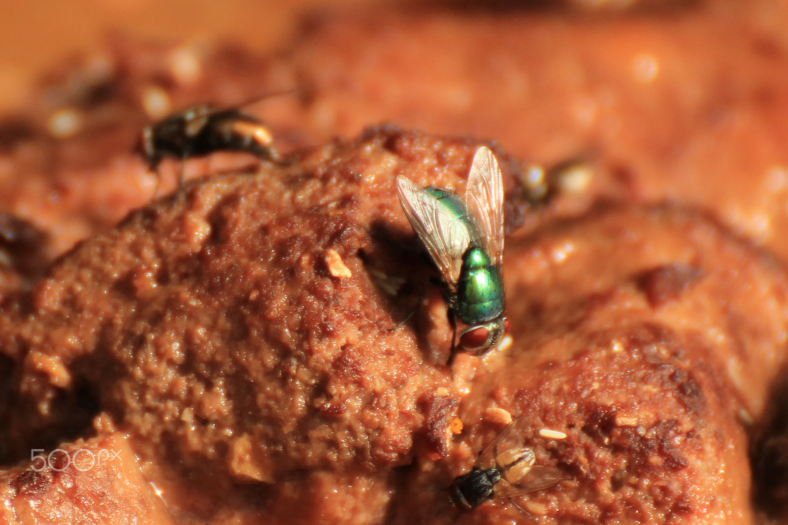 Tamron SP 35mm F1.8 Di VC USD sample photo. Flies jut being flies. photography