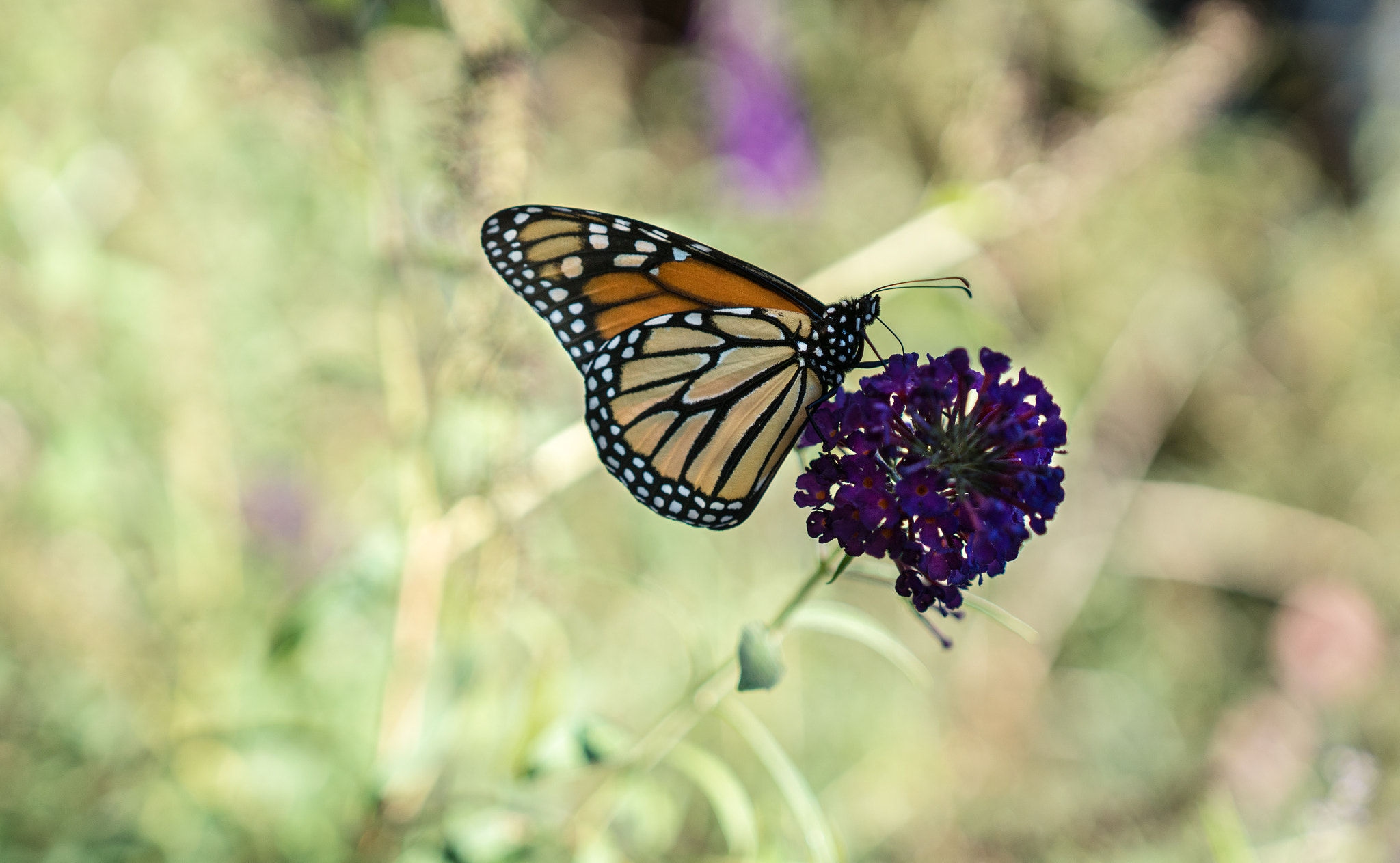 Sony a6300 + 18-35mm F1.8 DC HSM | Art 013 sample photo. Butterfly photography