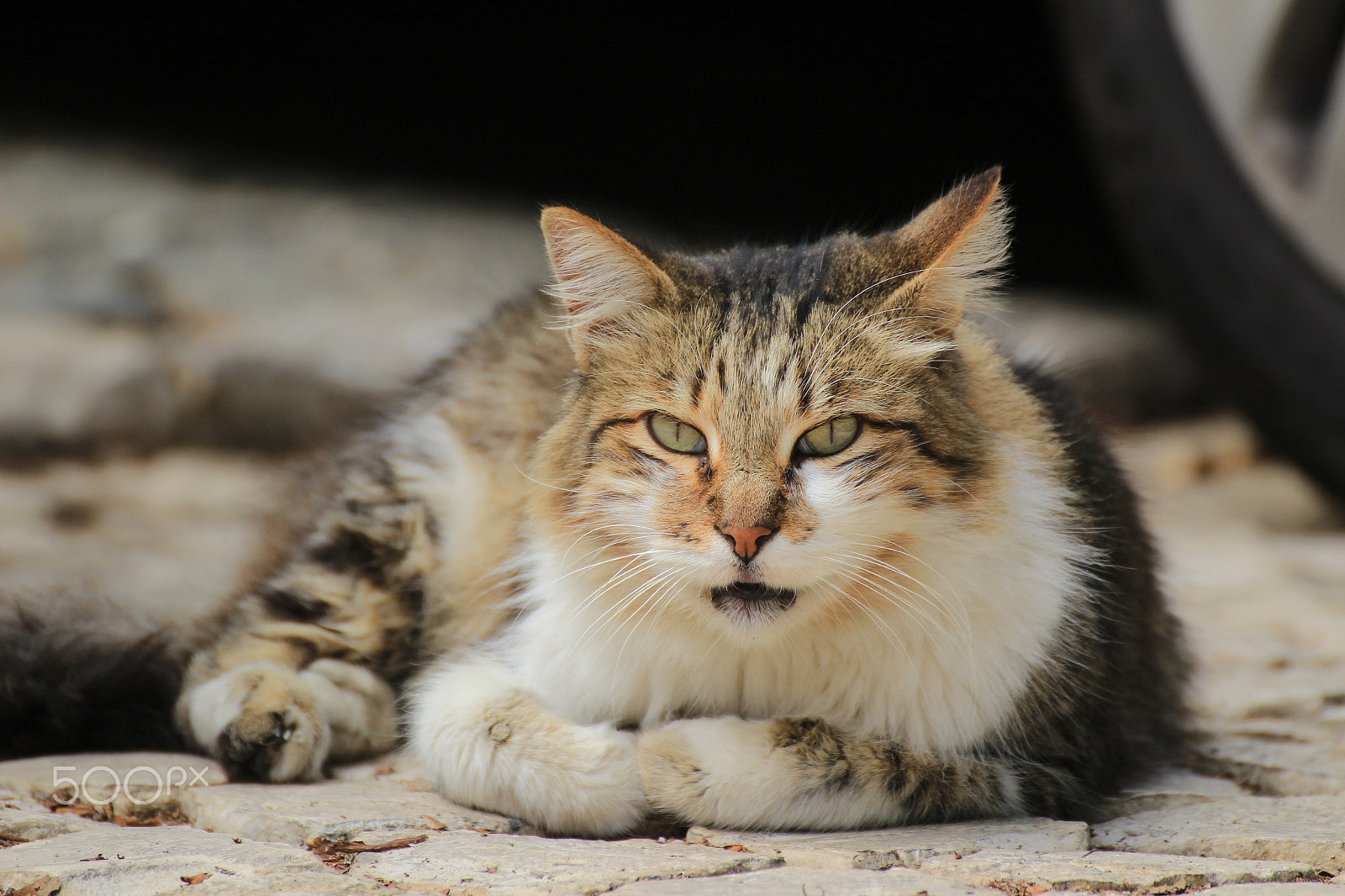 Tamron SP 35mm F1.8 Di VC USD sample photo. My long haired friend photography