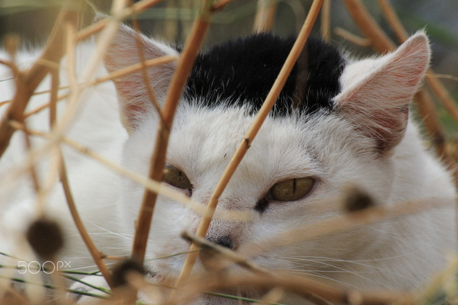 Tamron SP 35mm F1.8 Di VC USD sample photo. Hiding in the long grass photography