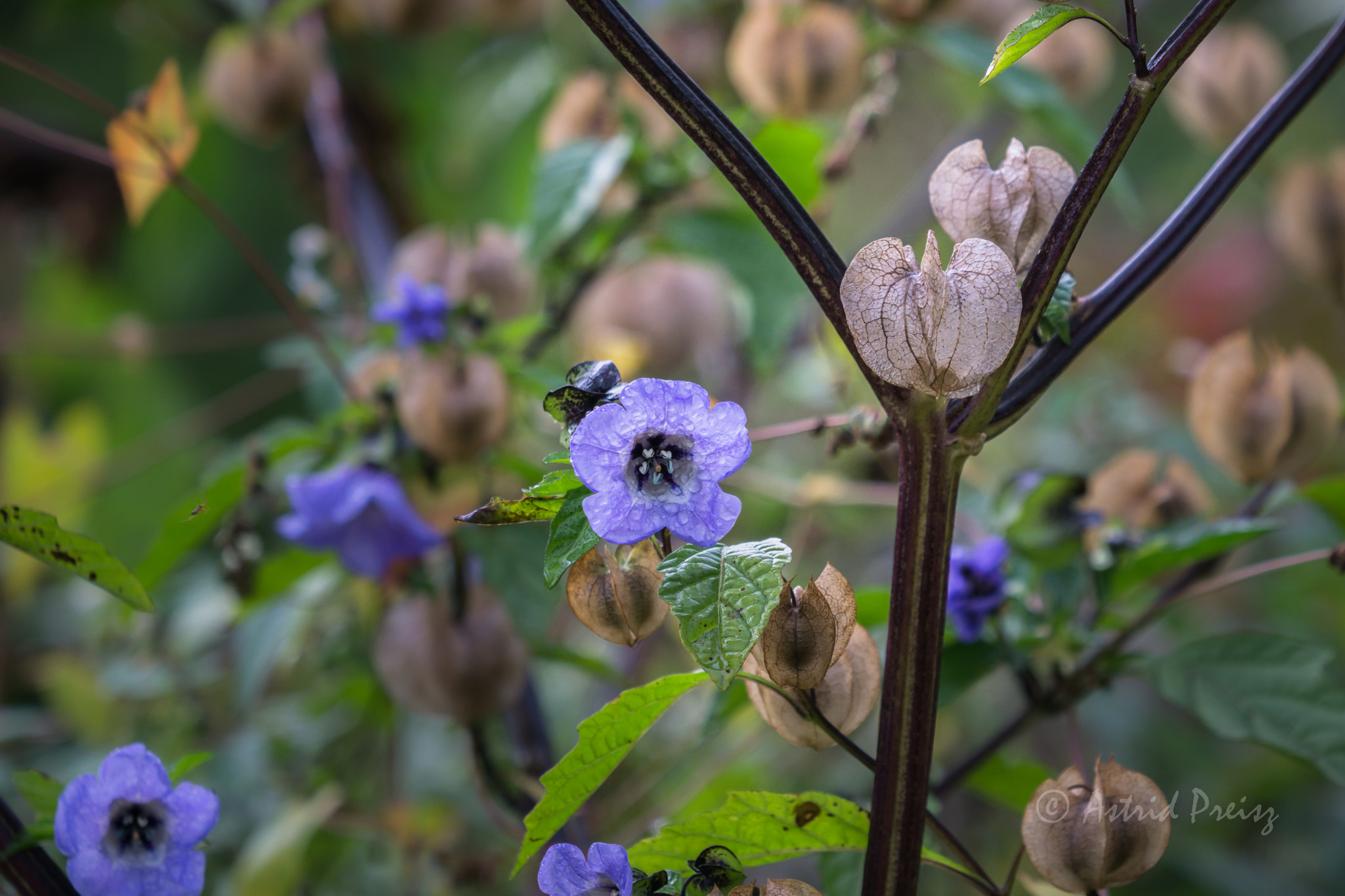 Sony FE 70-300mm F4.5-5.6 G OSS sample photo. Gardenscape photography