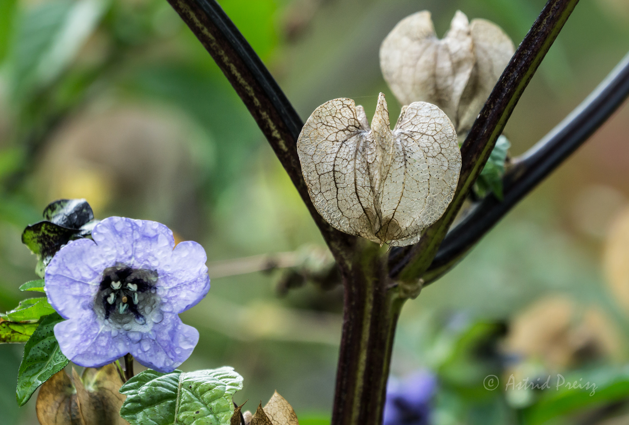 Sony FE 70-300mm F4.5-5.6 G OSS sample photo. Kissed by the sun photography