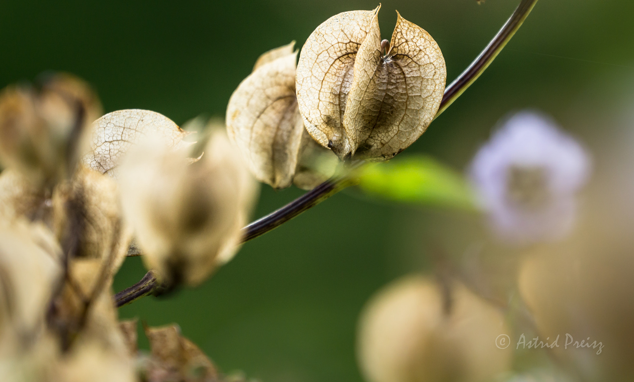 Sony FE 70-300mm F4.5-5.6 G OSS sample photo. Backlit photography