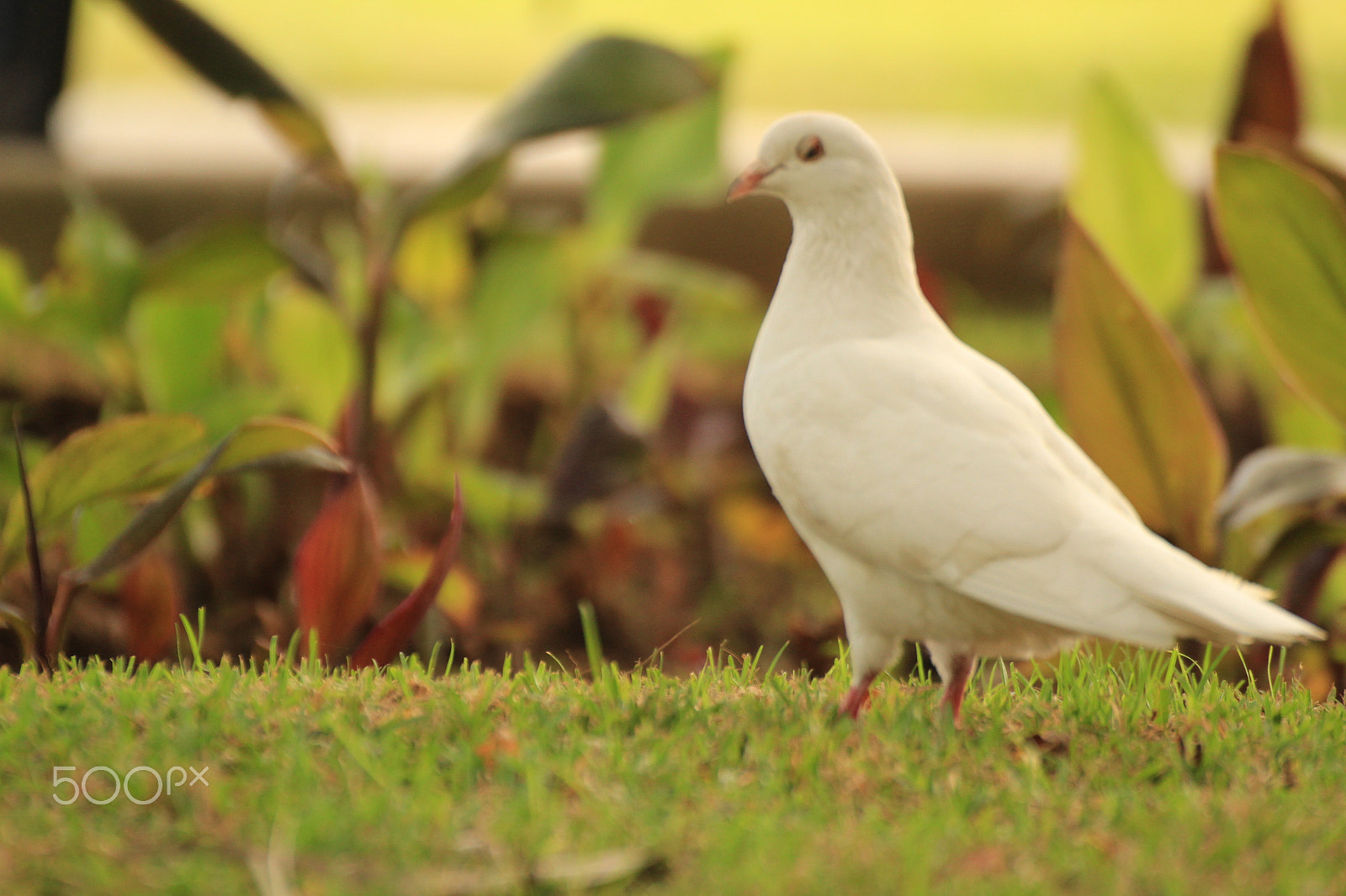 Tamron SP 35mm F1.8 Di VC USD sample photo. Snow white pigeon friend photography