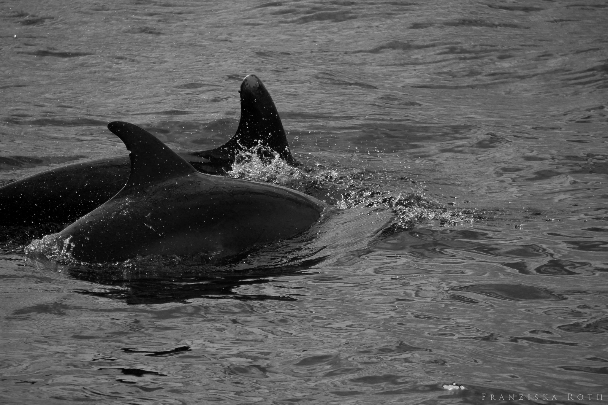 Sigma 18-250mm F3.5-6.3 DC OS HSM sample photo. Blind faith photography