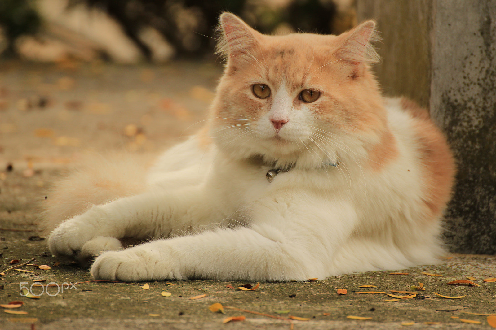 Tamron SP 35mm F1.8 Di VC USD sample photo. What are you looking at photography