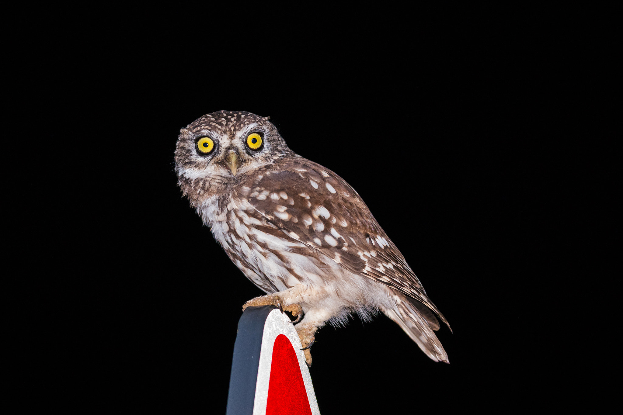 Sony 300mm F2.8 G SSM II sample photo. Owl photography