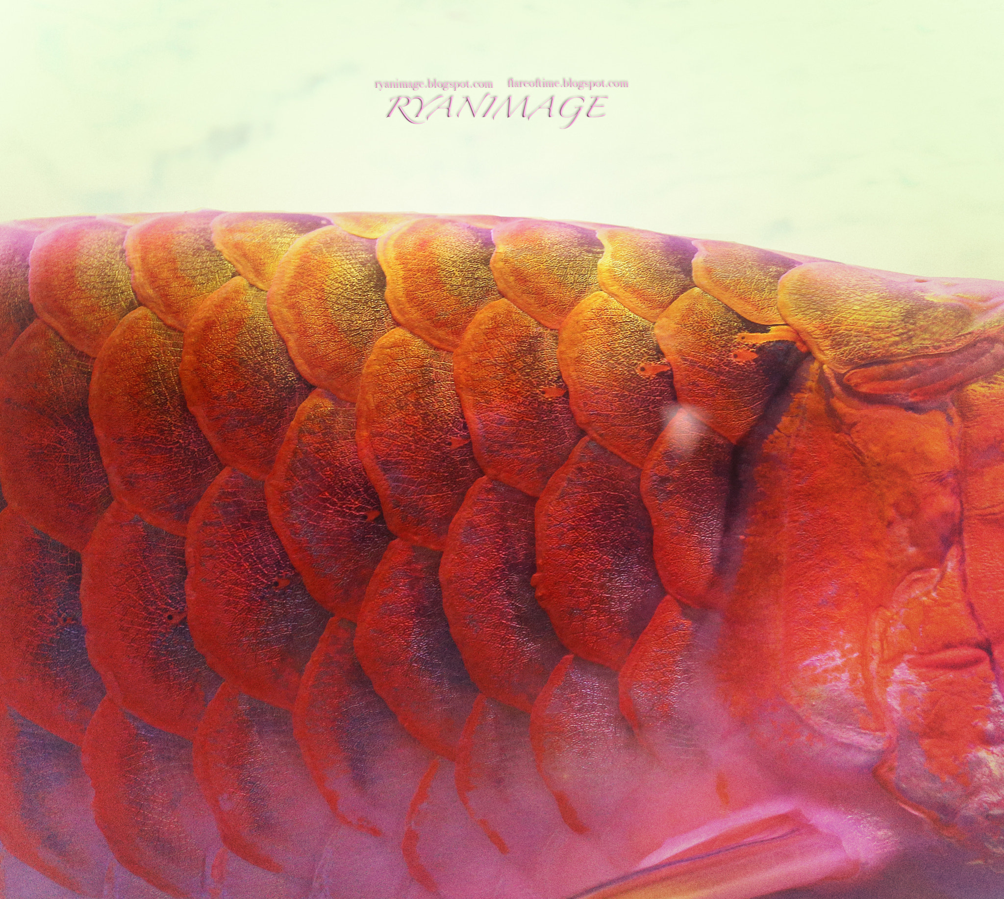 Canon EF 40mm F2.8 STM sample photo. Arowana photography