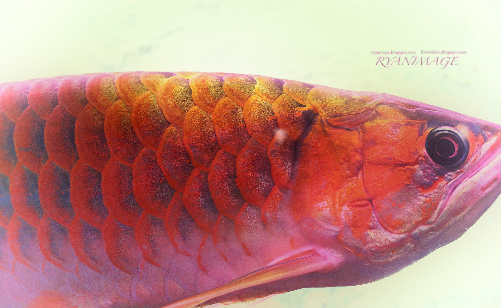 Canon EF 40mm F2.8 STM sample photo. Arowana photography