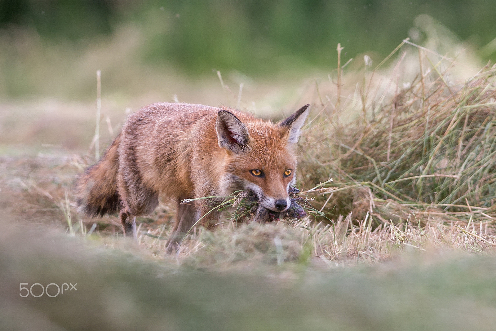 Nikon AF-S Nikkor 300mm F2.8G ED VR II sample photo. Renard photography