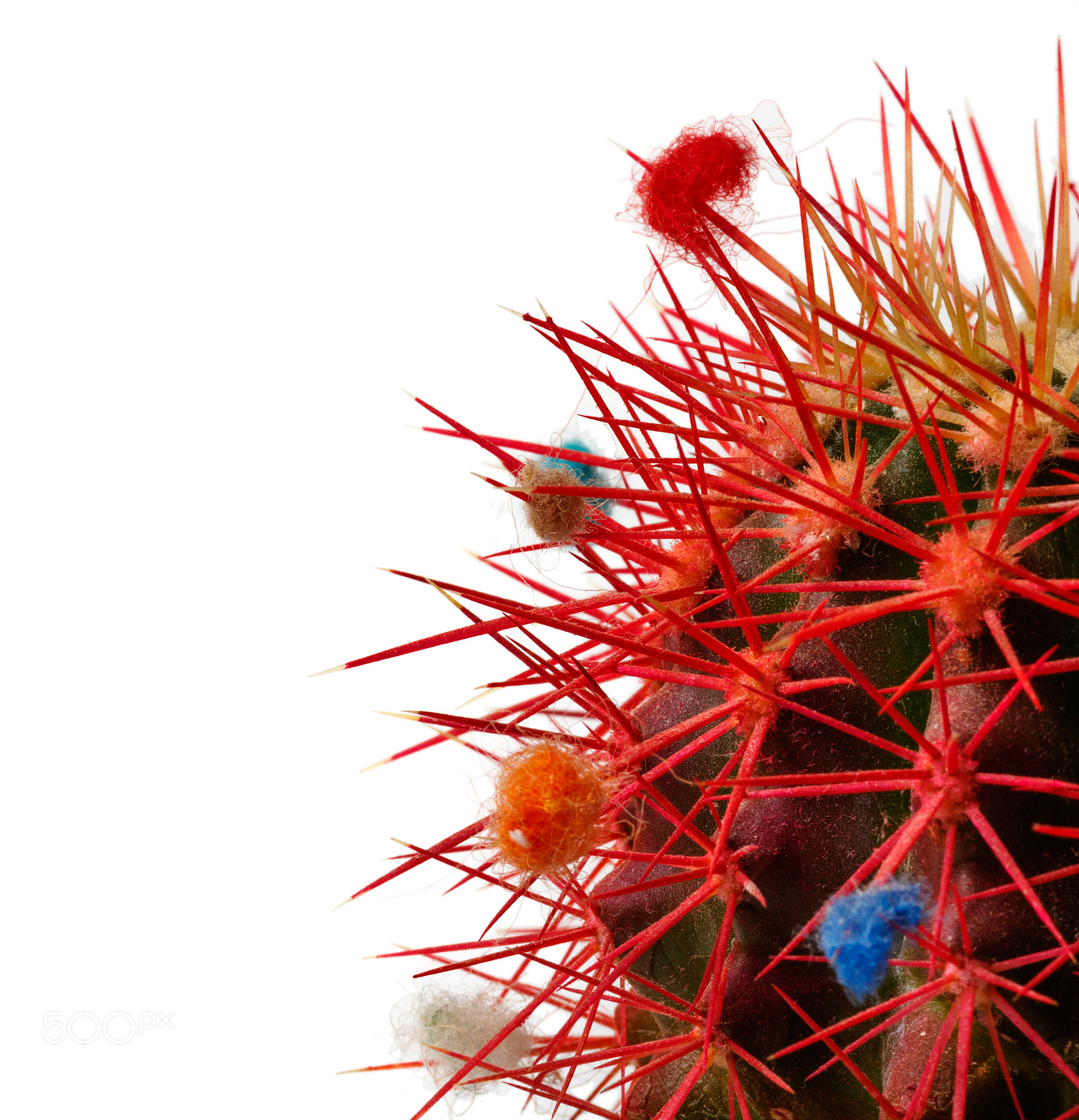 Canon EOS 760D (EOS Rebel T6s / EOS 8000D) + Canon EF 70-200mm F4L IS USM sample photo. Decorated red needles of green cactus photography