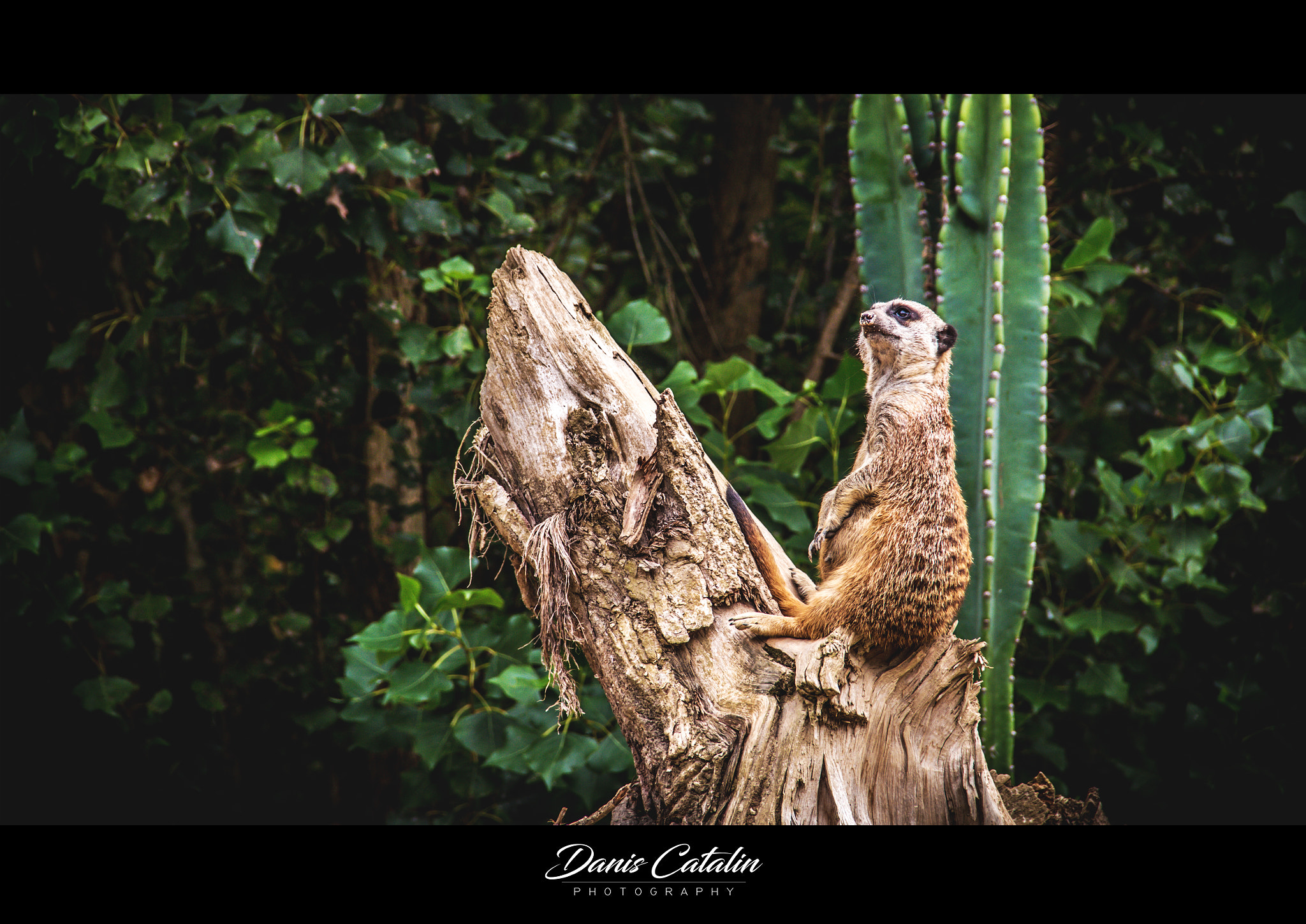 Canon EOS 100D (EOS Rebel SL1 / EOS Kiss X7) sample photo. The zoo king photography