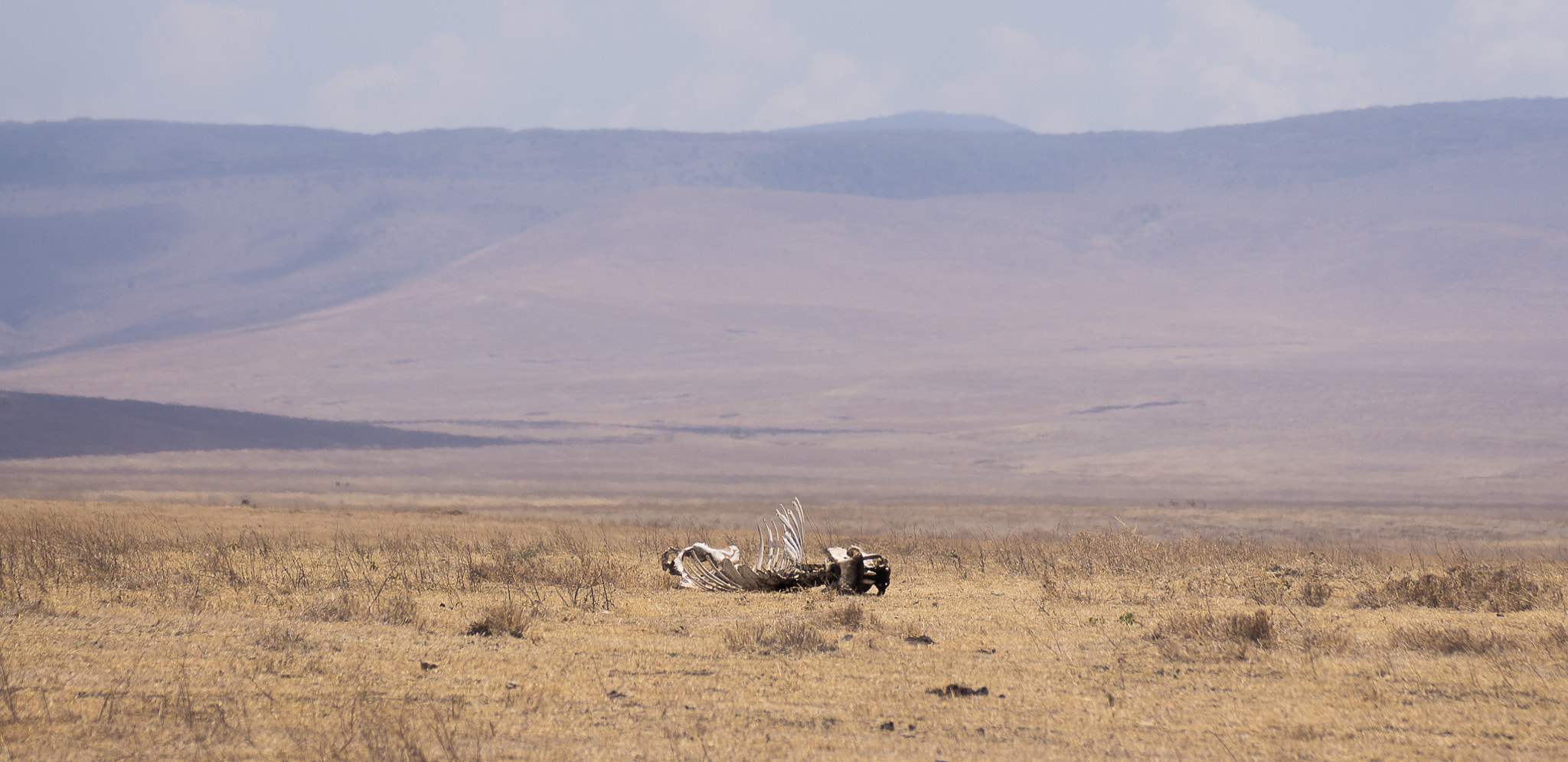 Tamron SP 70-300mm F4-5.6 Di USD sample photo. Death in the dust photography