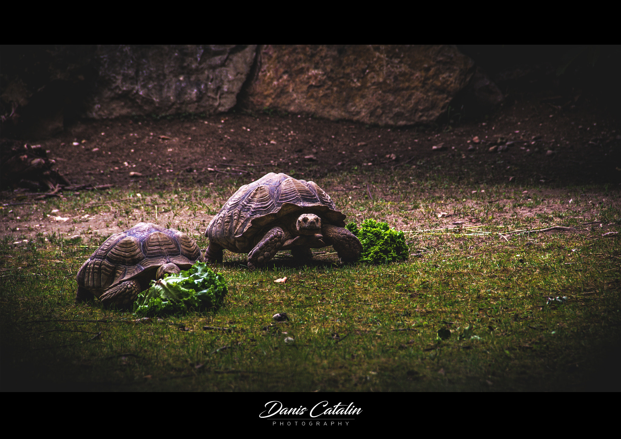Canon EOS 100D (EOS Rebel SL1 / EOS Kiss X7) sample photo. Fast&hungry photography