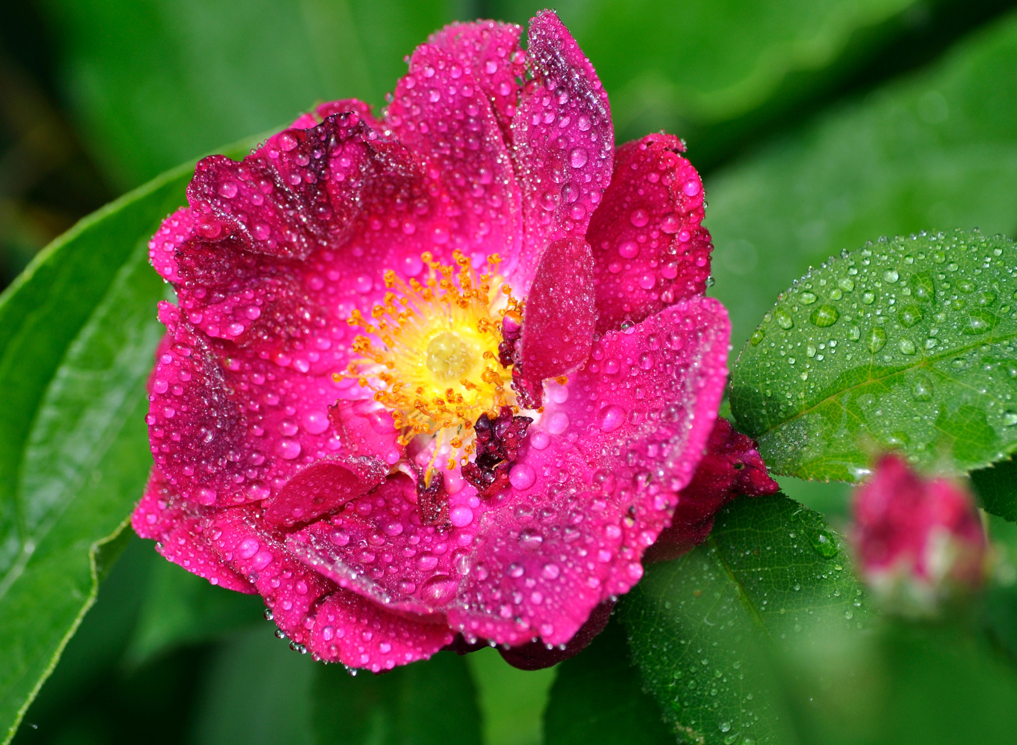 Nikon D5000 sample photo. Bjrcurua photography
