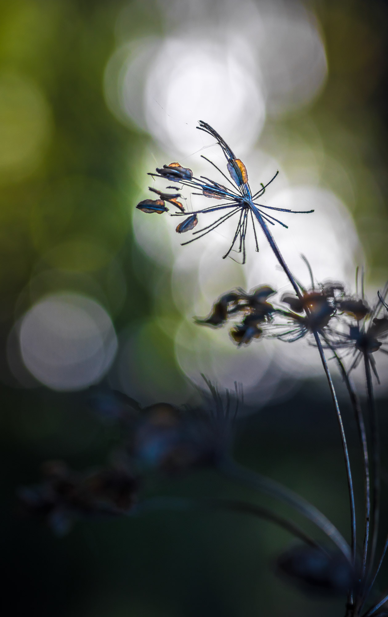 Canon EF-S 60mm F2.8 Macro USM sample photo. Dead but beautiful photography