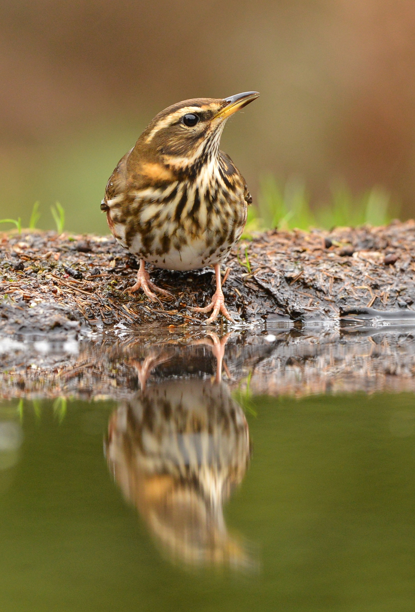 Nikon D600 + Nikon AF-S Nikkor 500mm F4G ED VR sample photo. Koperwiek photography