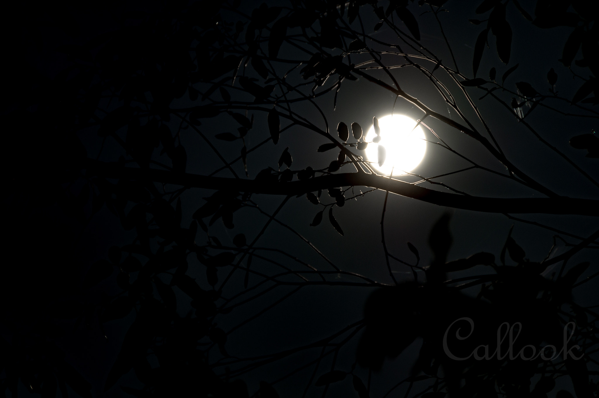 Sony SLT-A55 (SLT-A55V) sample photo. Night leaves photography