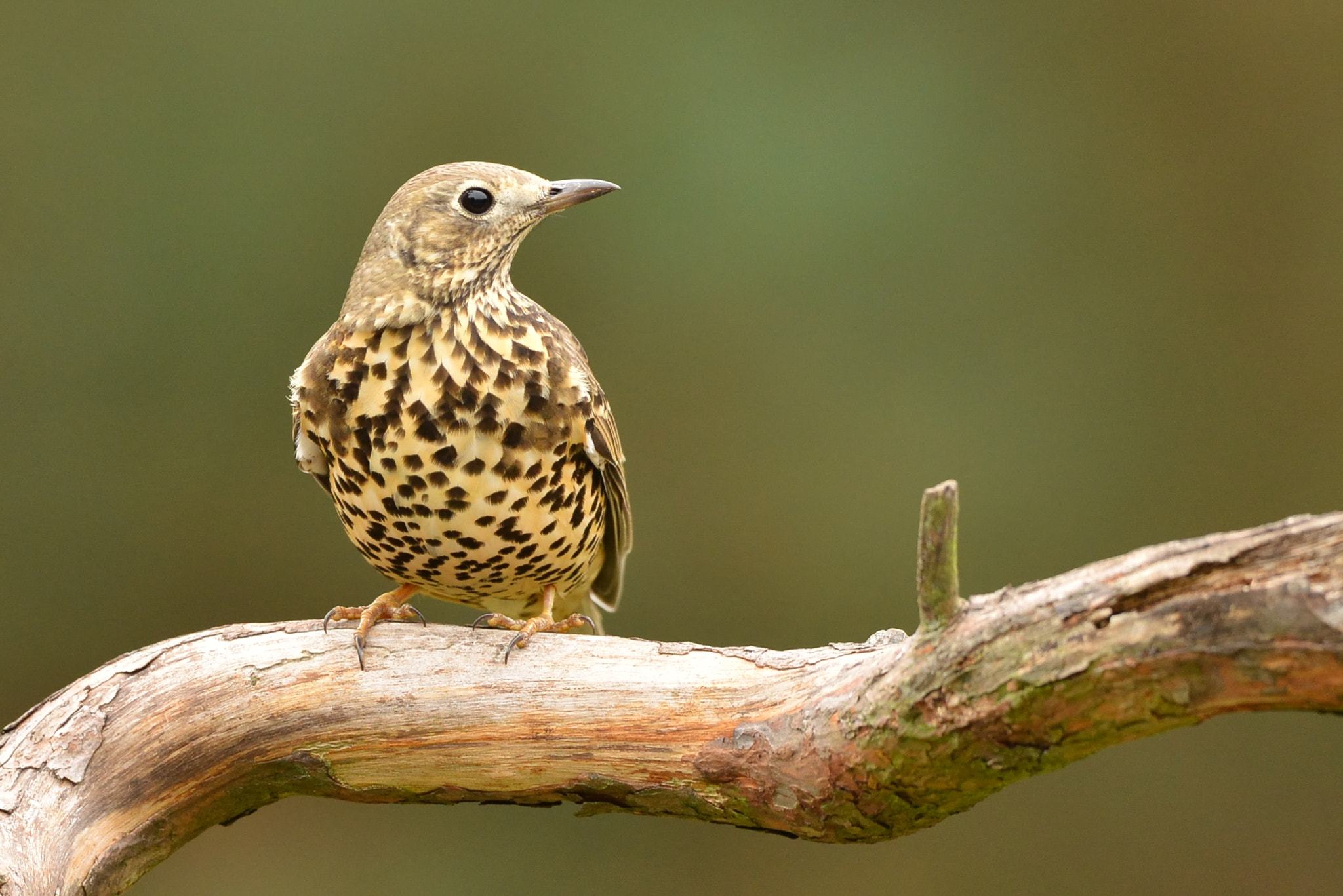 Nikon D600 + Nikon AF-S Nikkor 500mm F4G ED VR sample photo. Zanglijster photography