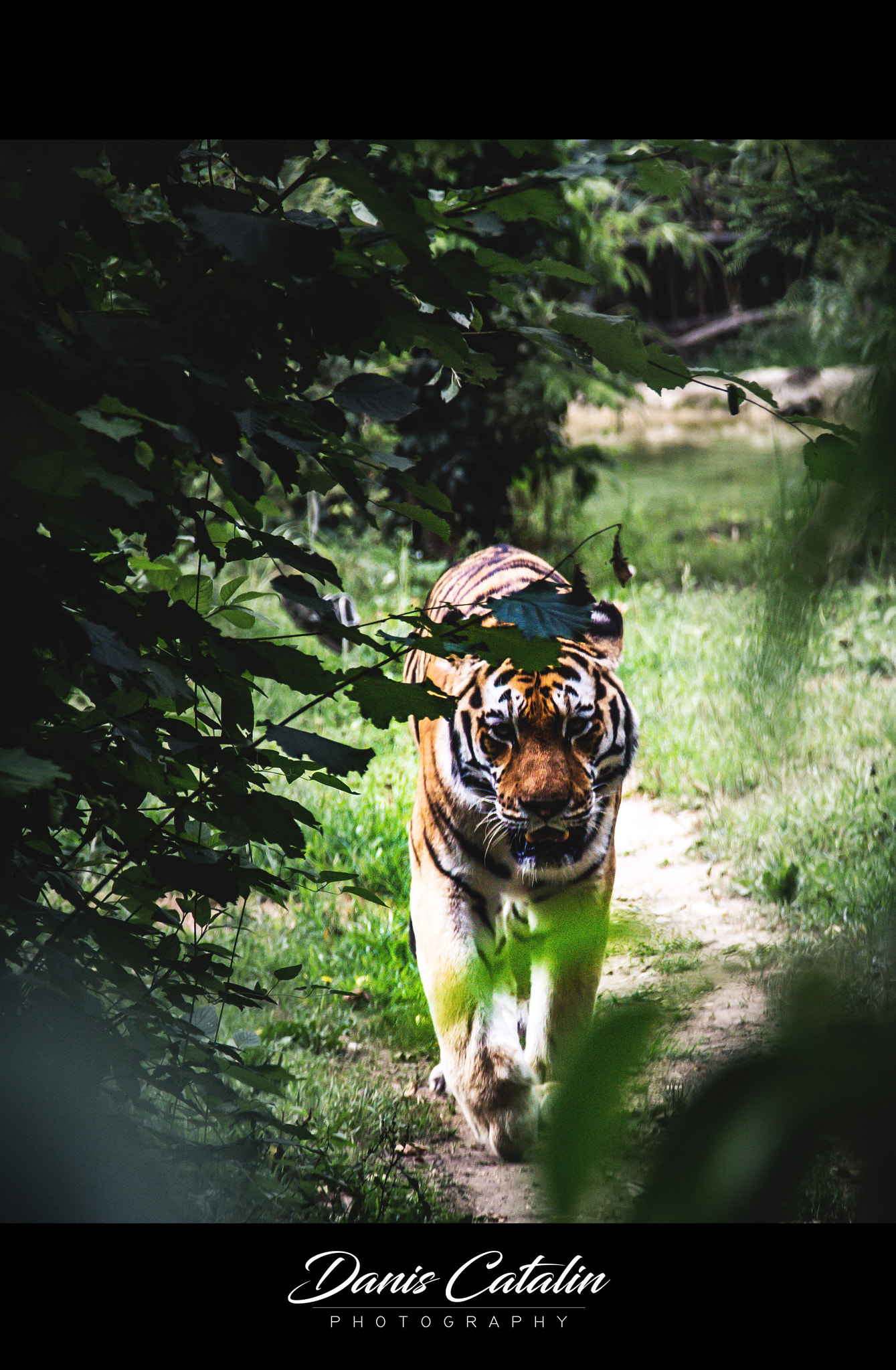 Canon EOS 100D (EOS Rebel SL1 / EOS Kiss X7) sample photo. Silent predator photography