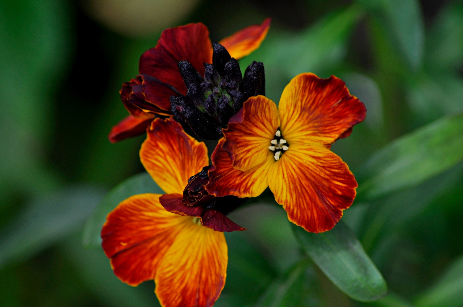 Nikon D5000 sample photo. Floars photography