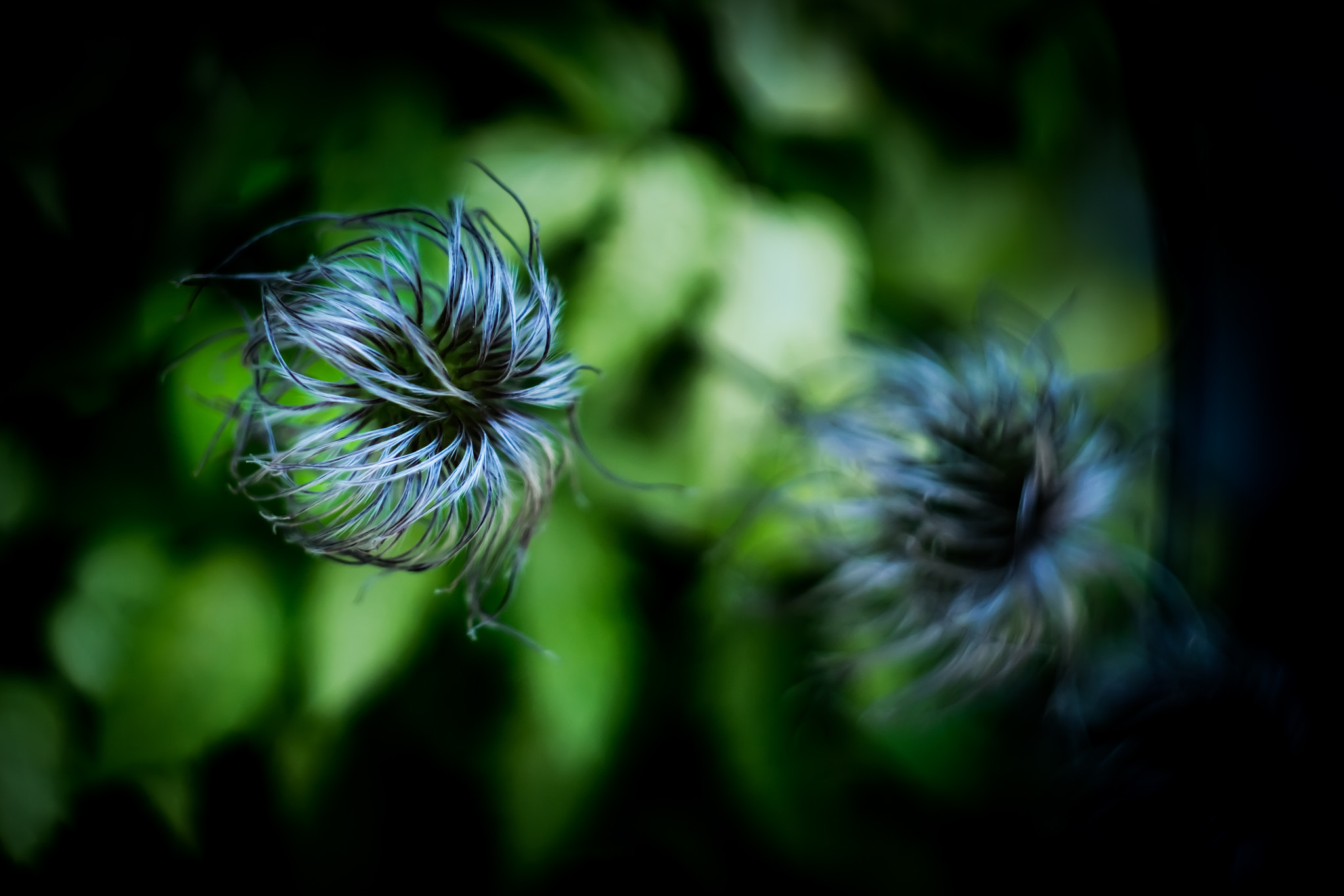Sony SLT-A77 + Minolta AF 50mm F1.7 sample photo. Small ball photography