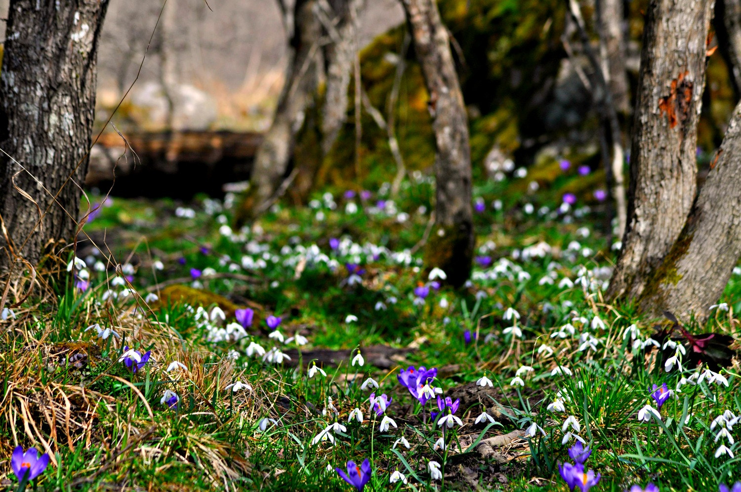 Nikon D5000 sample photo. Prpdrghi photography