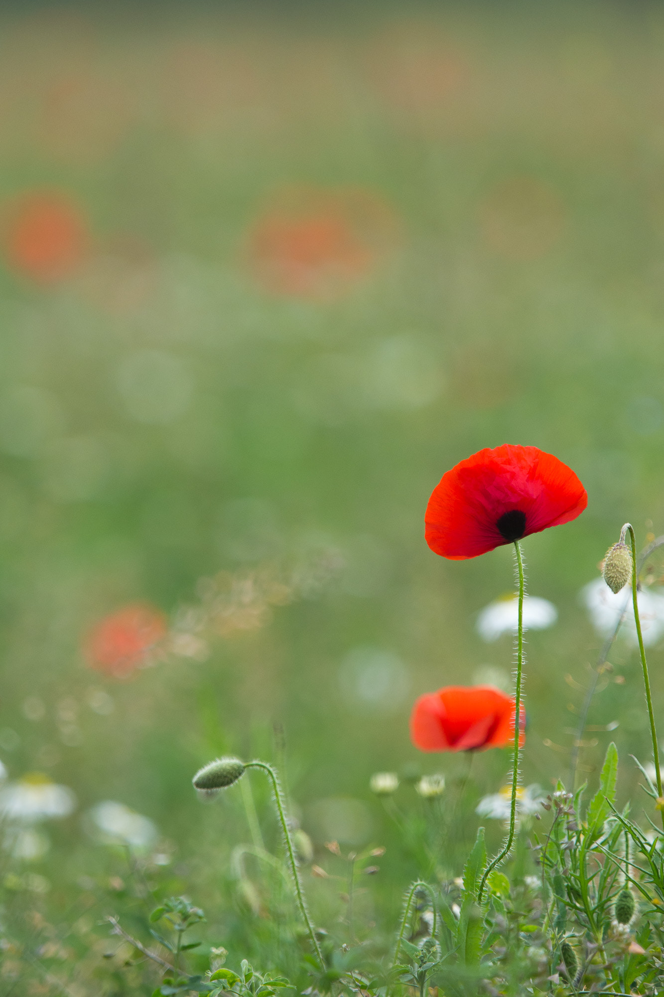 Olympus OM-D E-M10 + Olympus M.Zuiko Digital ED 40-150mm F2.8 Pro sample photo. Poppy bokeh photography