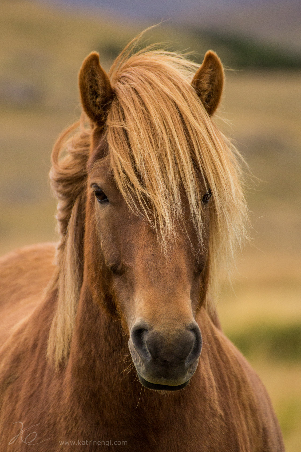 Canon EOS 60D + Tamron SP 35mm F1.8 Di VC USD sample photo. Icelandic horse photography