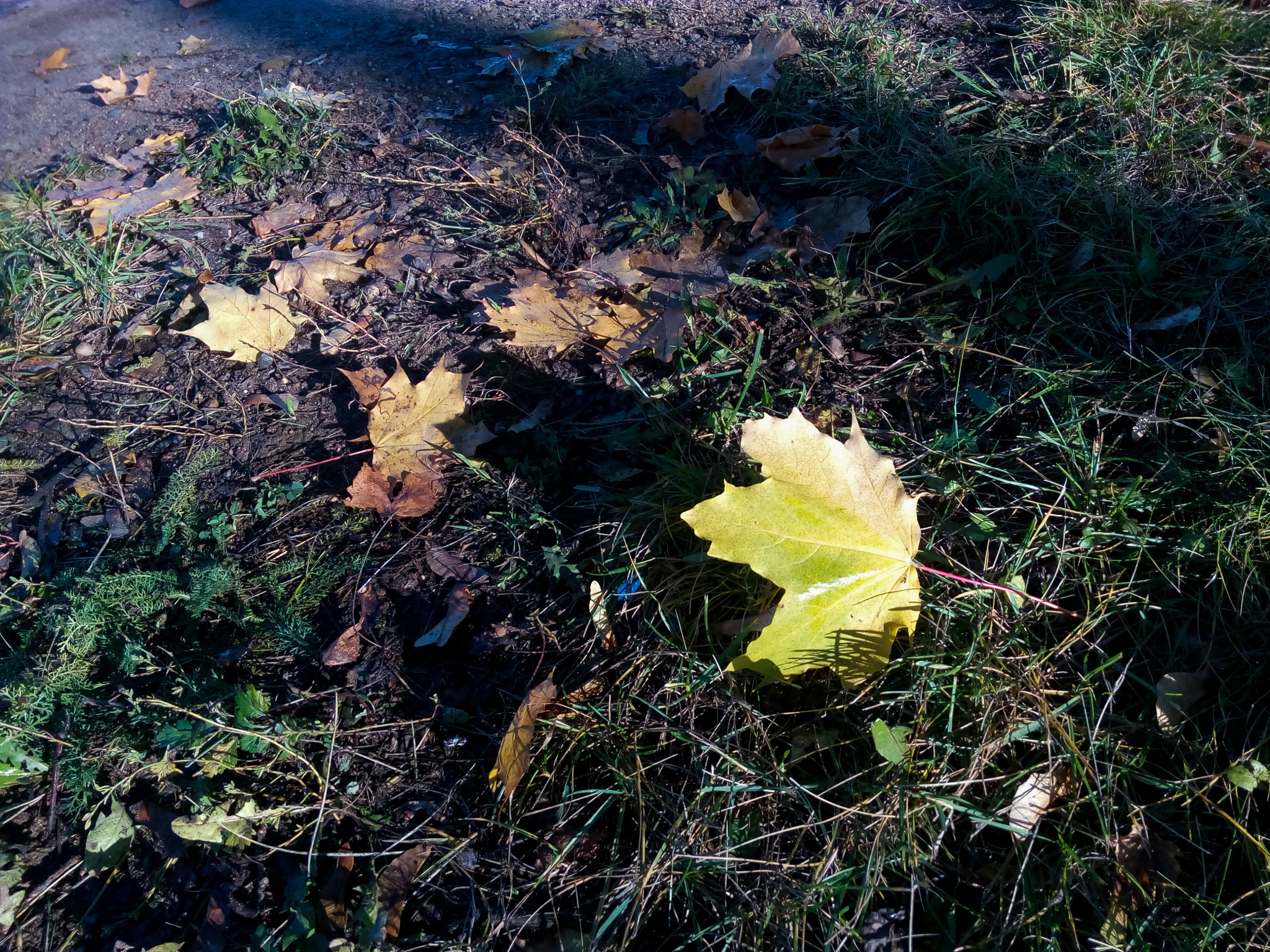 Lenovo P70-A sample photo. Alone leaf photography