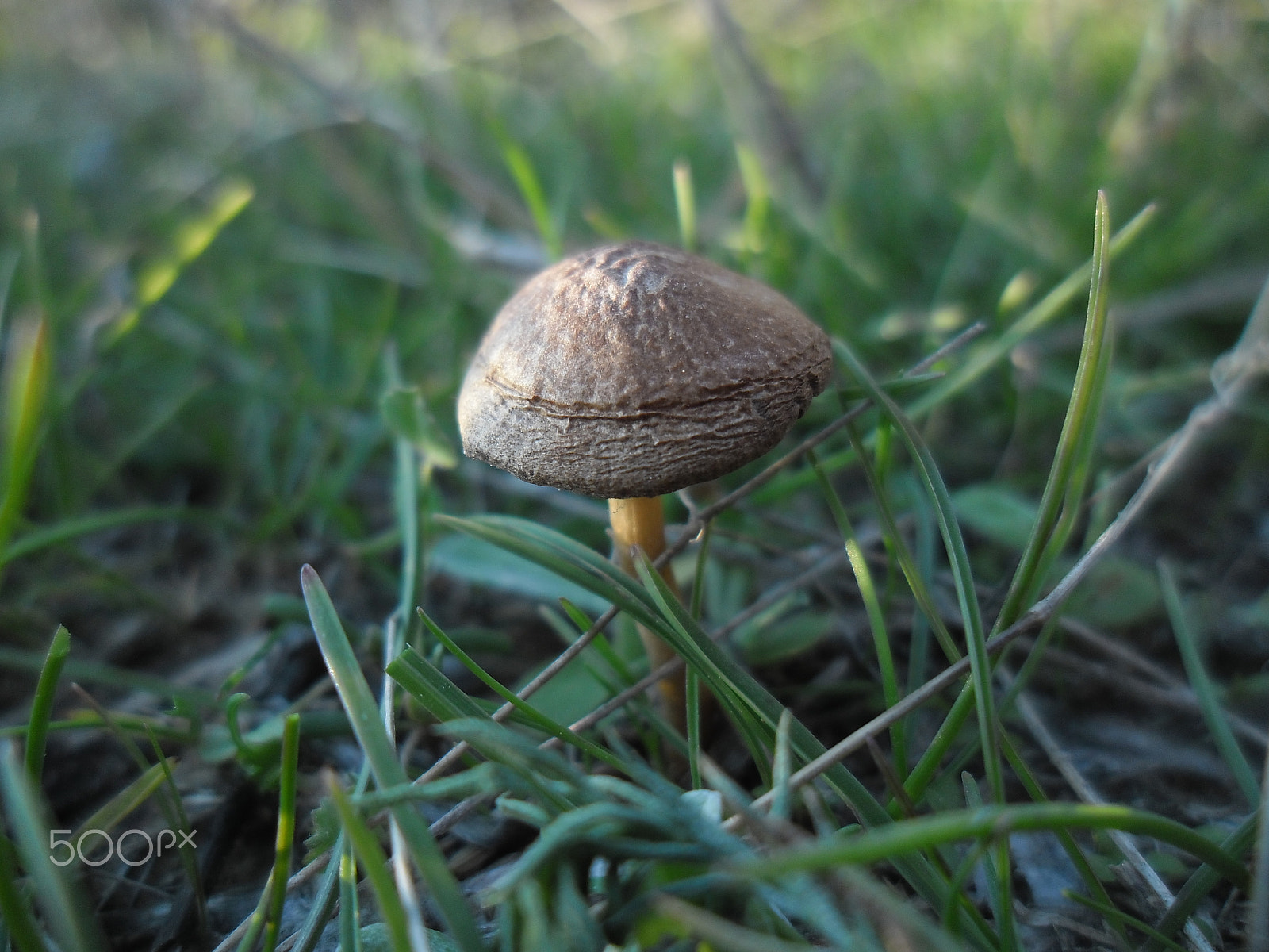Samsung ES90/ ES91 sample photo. " the mushroom on the field  "... photography