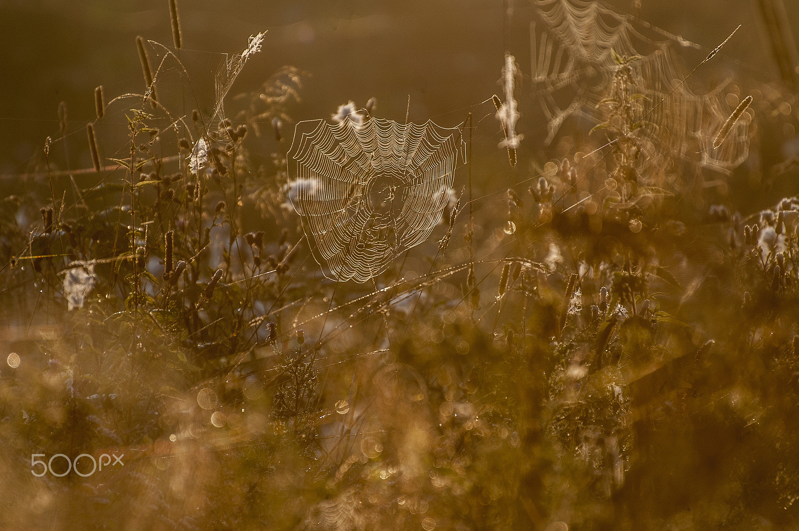Nikon D300S sample photo. Once upon a time on a meadow photography
