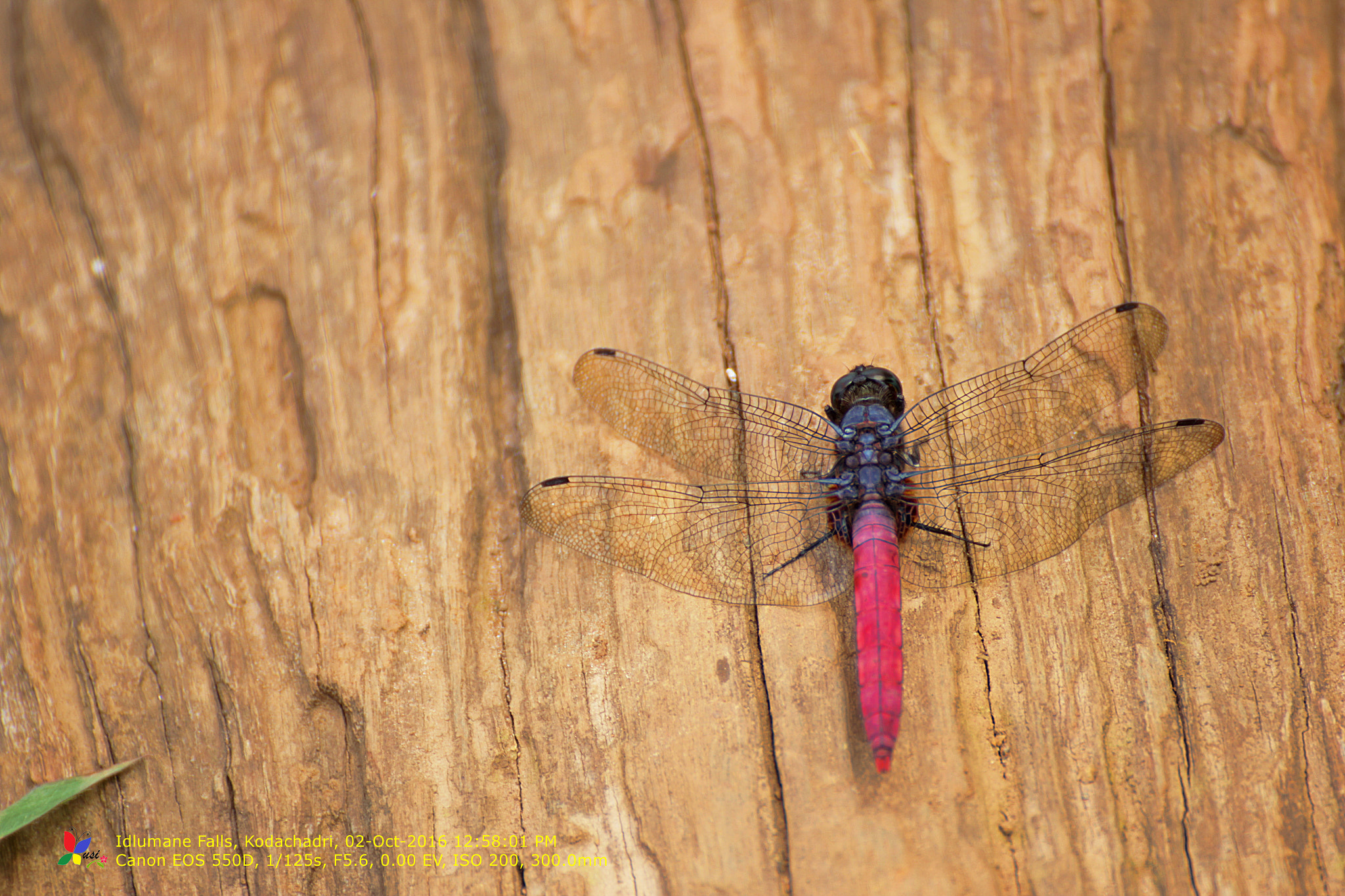 Tamron SP 35mm F1.8 Di VC USD sample photo. Drag on fly photography