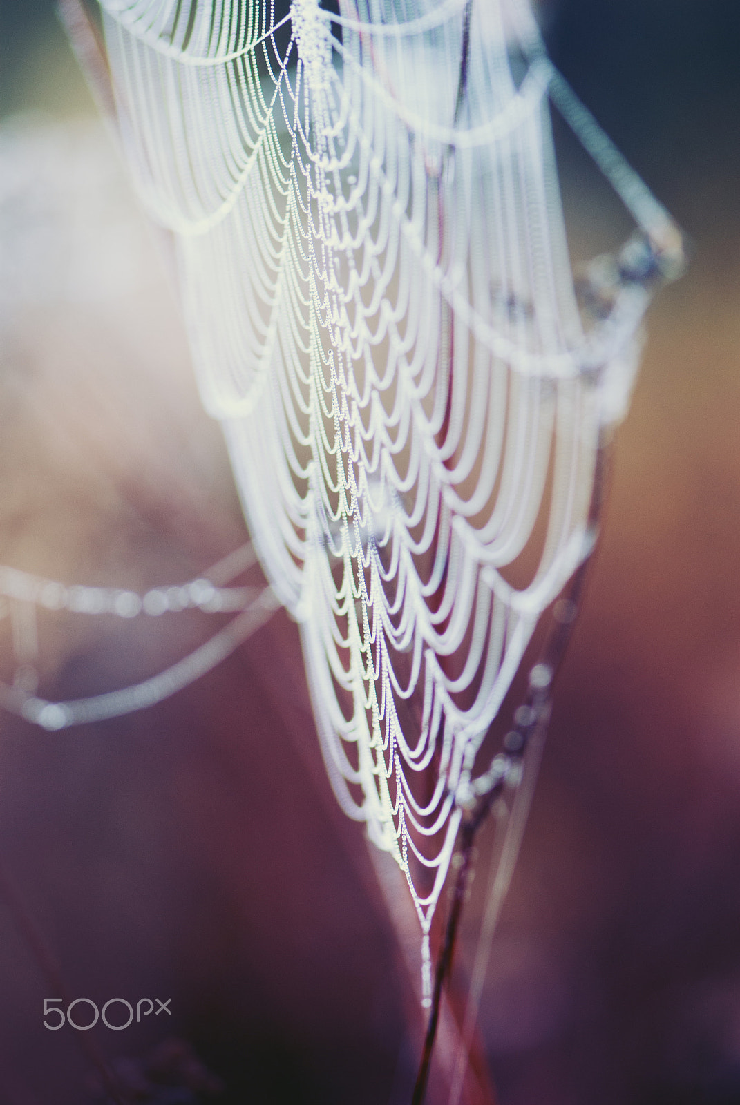 Nikon AF-S Micro-Nikkor 105mm F2.8G IF-ED VR sample photo. Elegancia photography