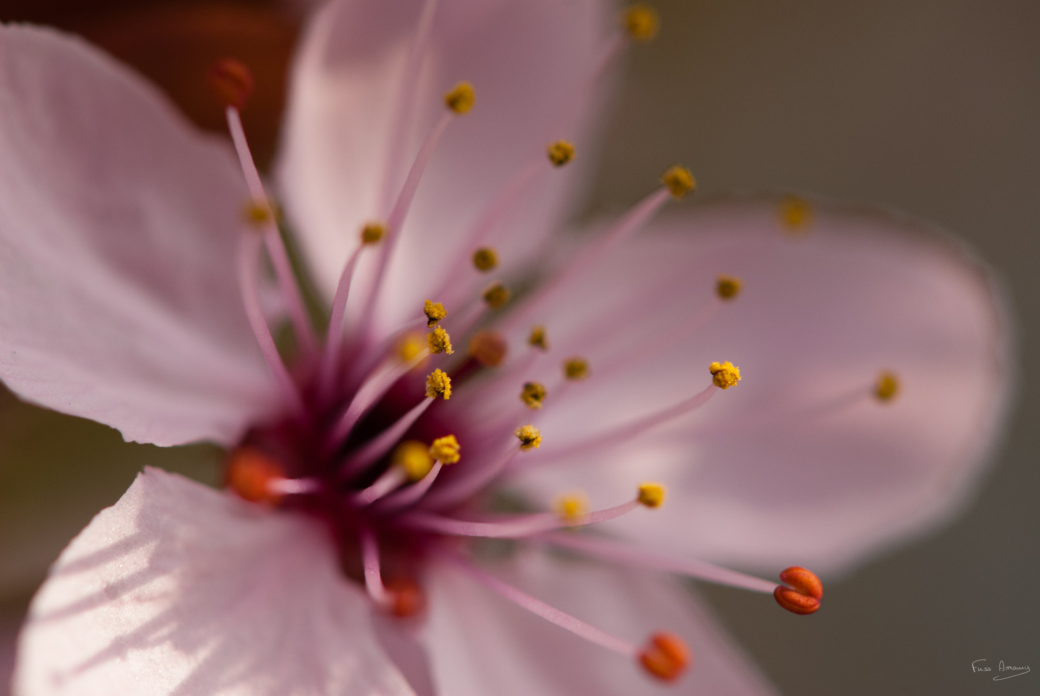 Nikon D200 sample photo. Cherry flower photography