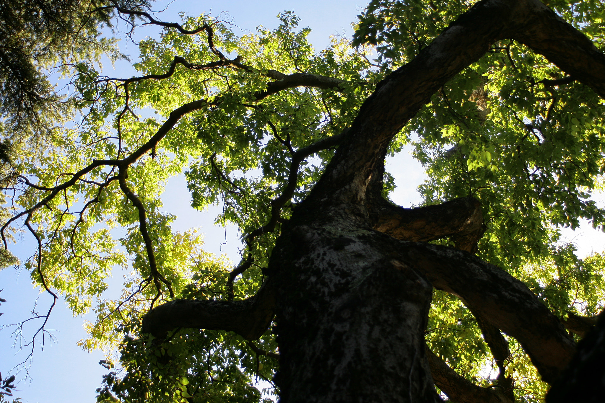 Canon EF 28-80mm f/3.5-5.6 USM IV sample photo. The tree in the sky photography
