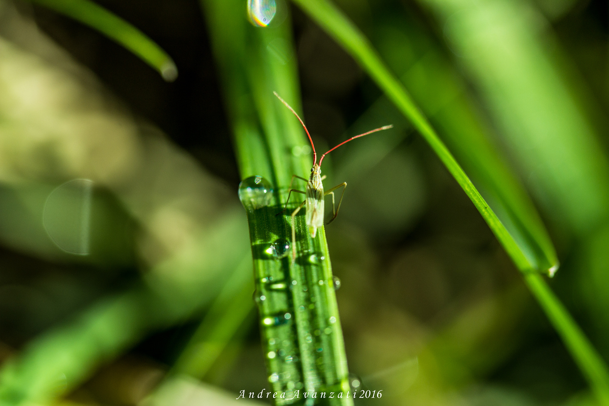 Canon EF-S 60mm F2.8 Macro USM sample photo. Insect photography