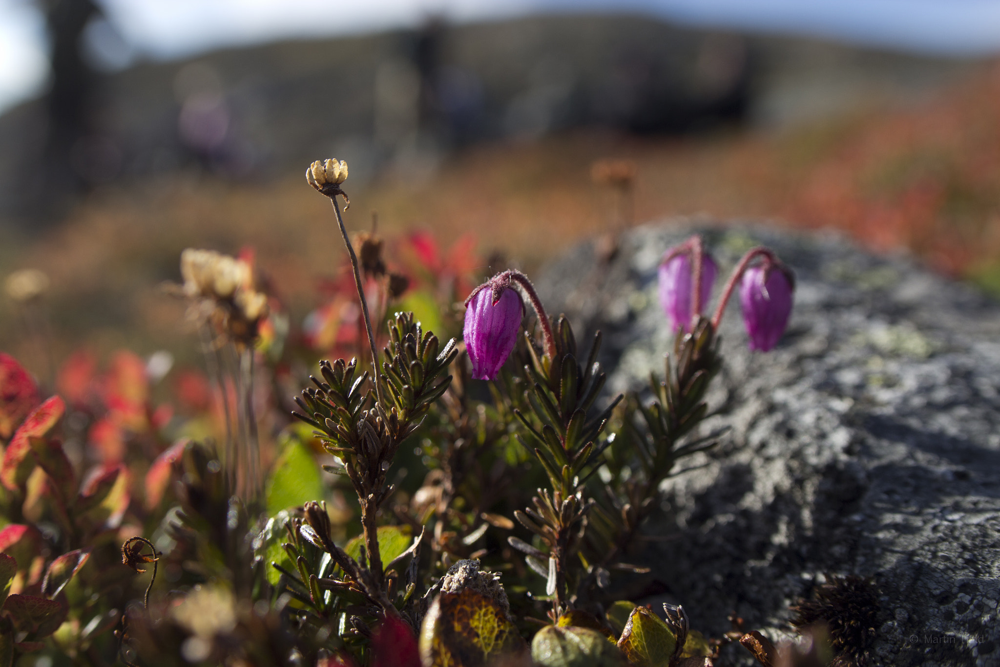 Canon EOS 600D (Rebel EOS T3i / EOS Kiss X5) + Sigma 20mm EX f/1.8 sample photo. Norway photography