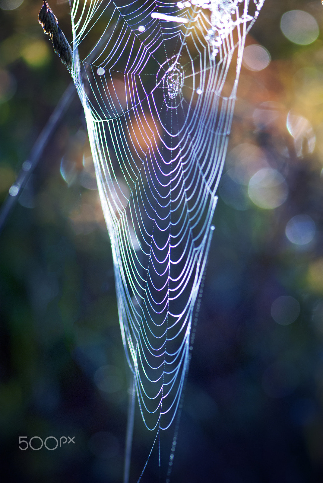 Nikon AF-S Micro-Nikkor 105mm F2.8G IF-ED VR sample photo. Elegancia ii photography