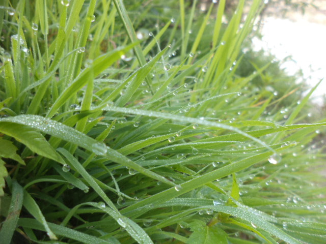 Sony DSC-S5000 sample photo. Dew on the grass photography