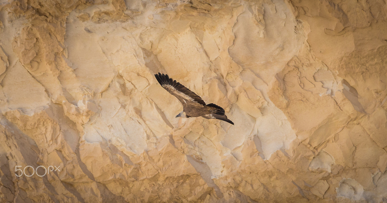Tamron SP 150-600mm F5-6.3 Di VC USD sample photo. Flying eagle photography