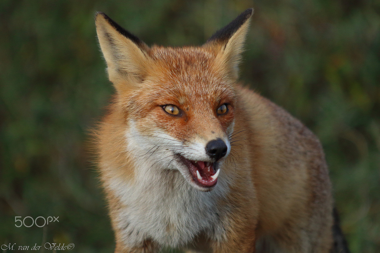 Canon EF 35-350mm F3.5-5.6L USM sample photo. Hungry red fox photography