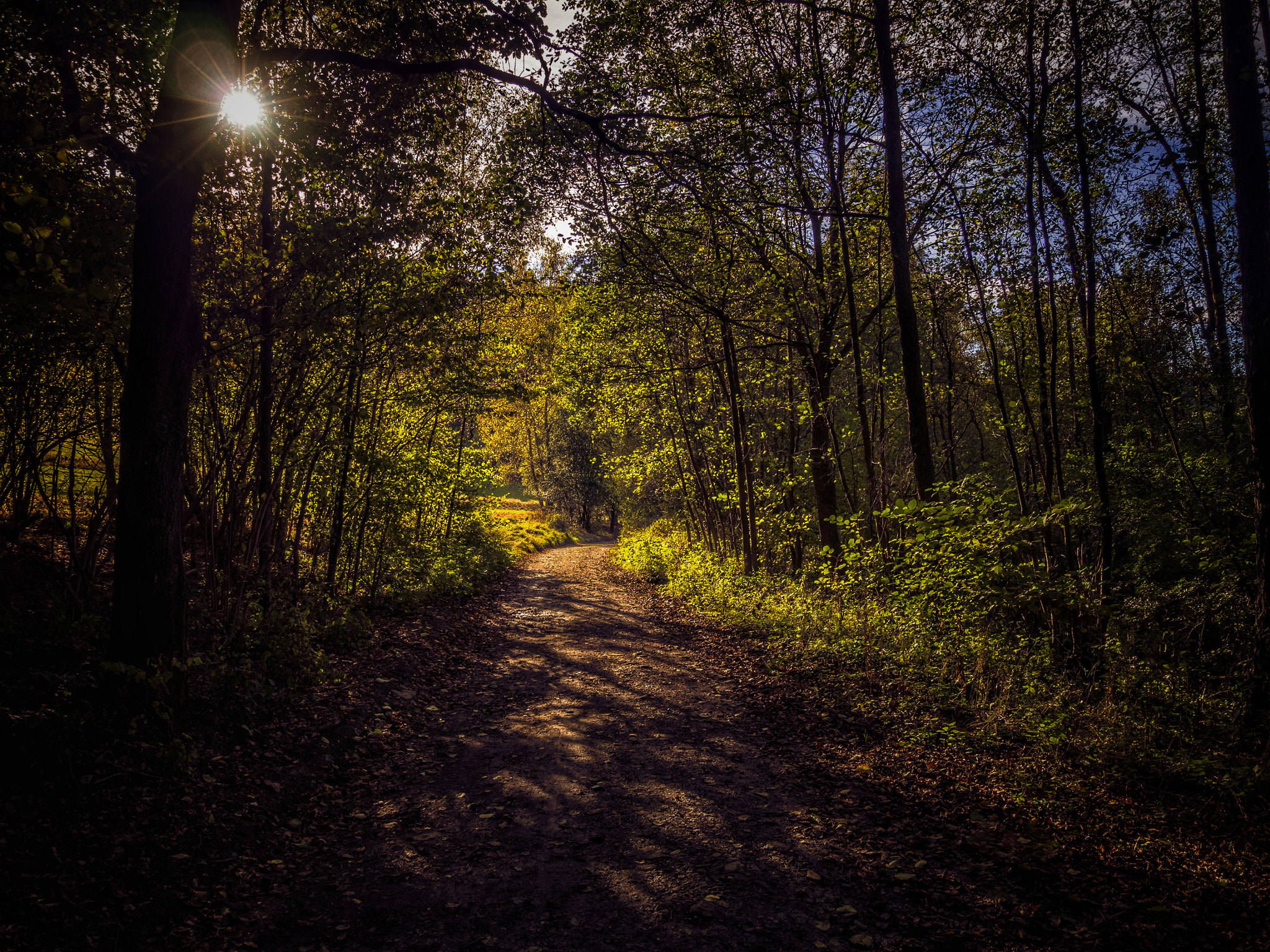 Olympus OM-D E-M10 + OLYMPUS M.9-18mm F4.0-5.6 sample photo. Path into the light photography