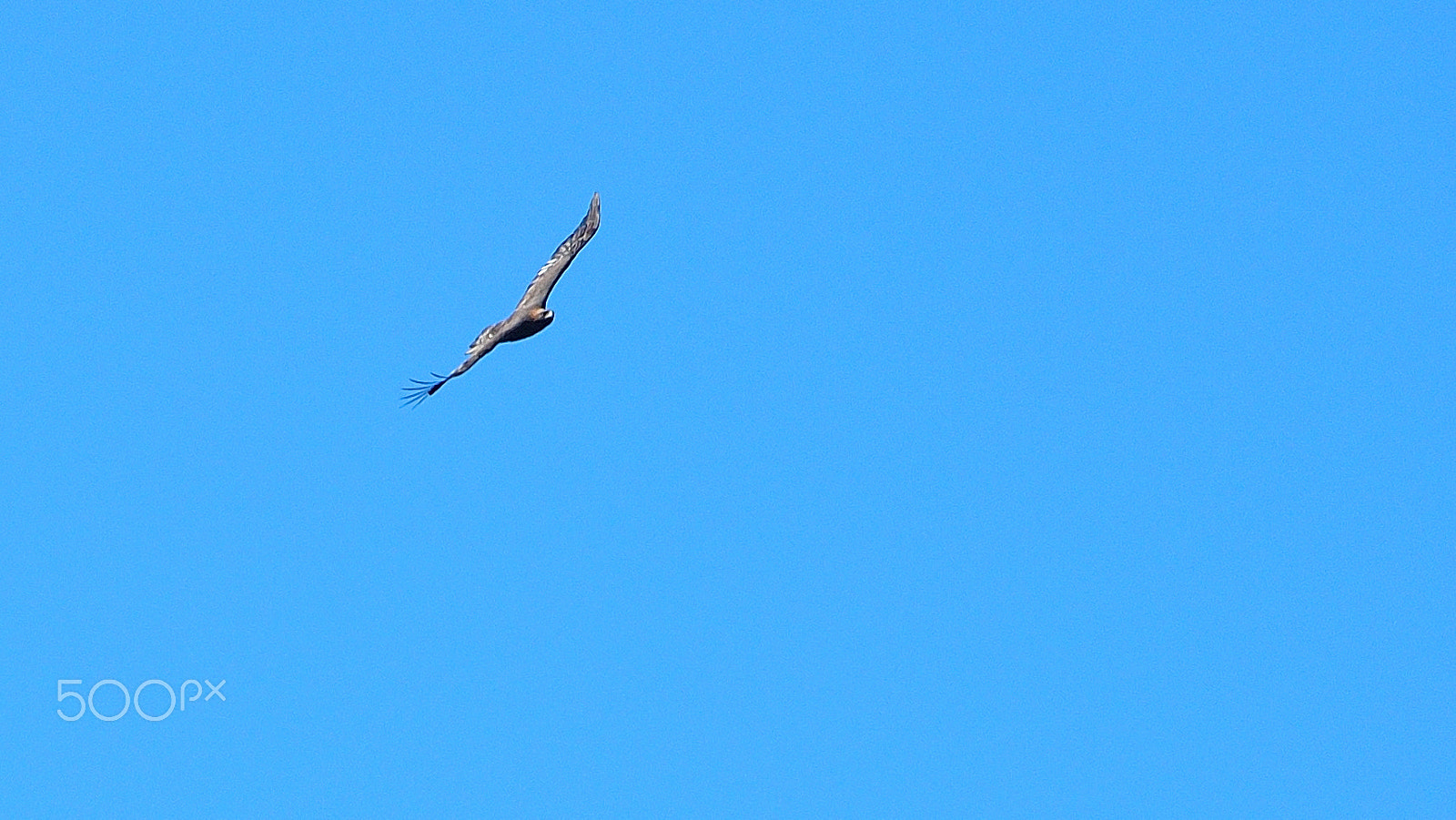 Nikon D3000 sample photo. Eagle photography