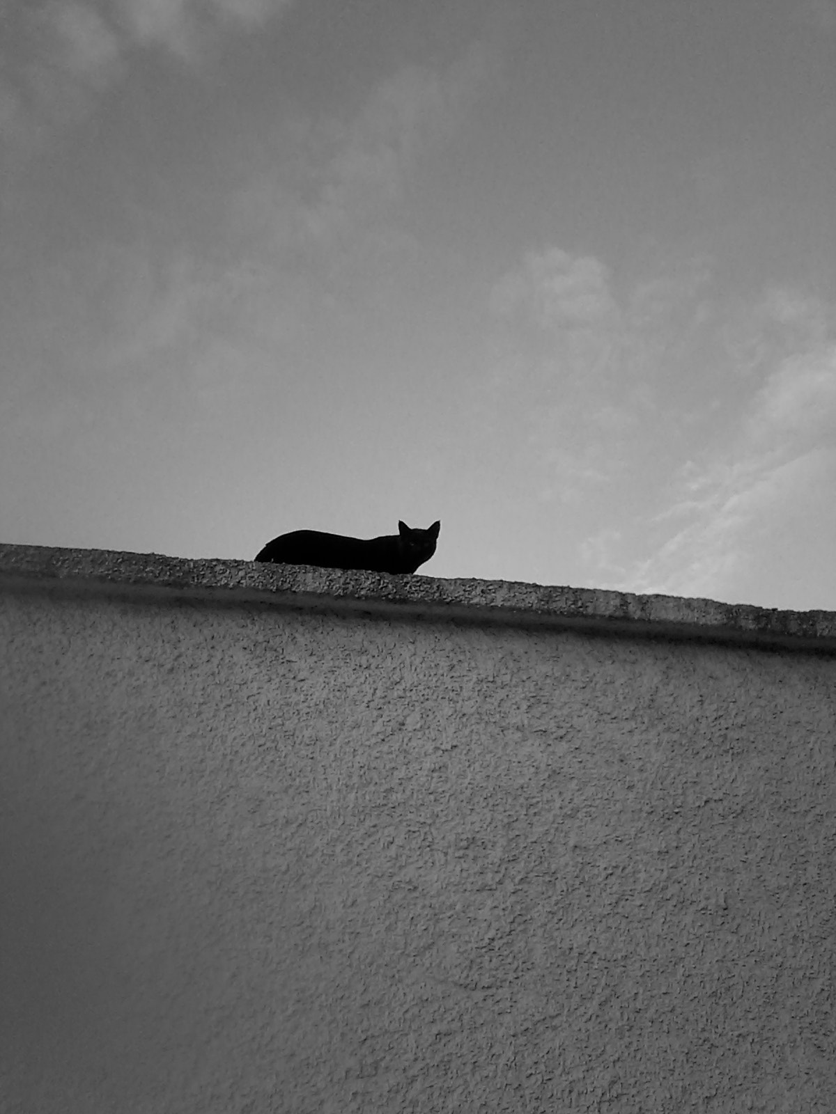 Samsung Galaxy Pocket Neo sample photo. Black cat photography