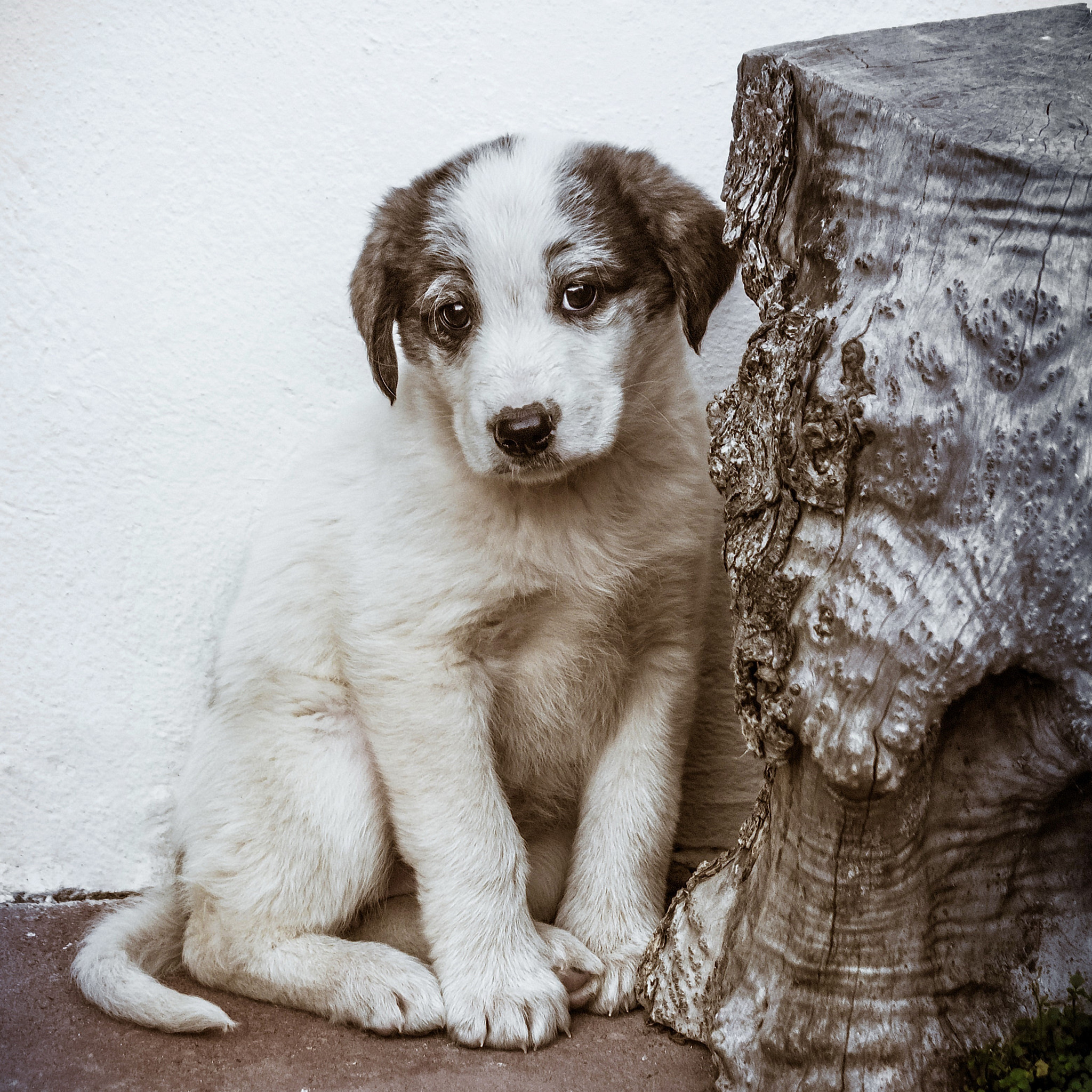 Pentax K-30 + smc PENTAX-F 35-105mm F4-5.6 sample photo. Puppy dog with tender look but showing fear photography