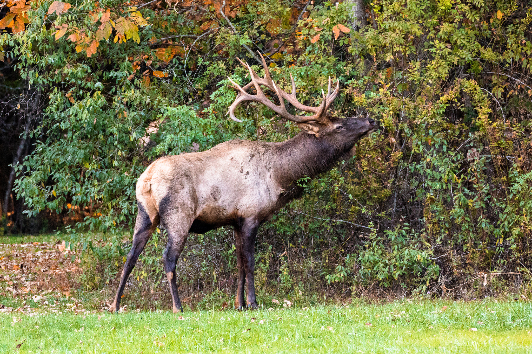 150-600mm F5-6.3 DG OS HSM | Contemporary 015 sample photo. Elk eating  photography