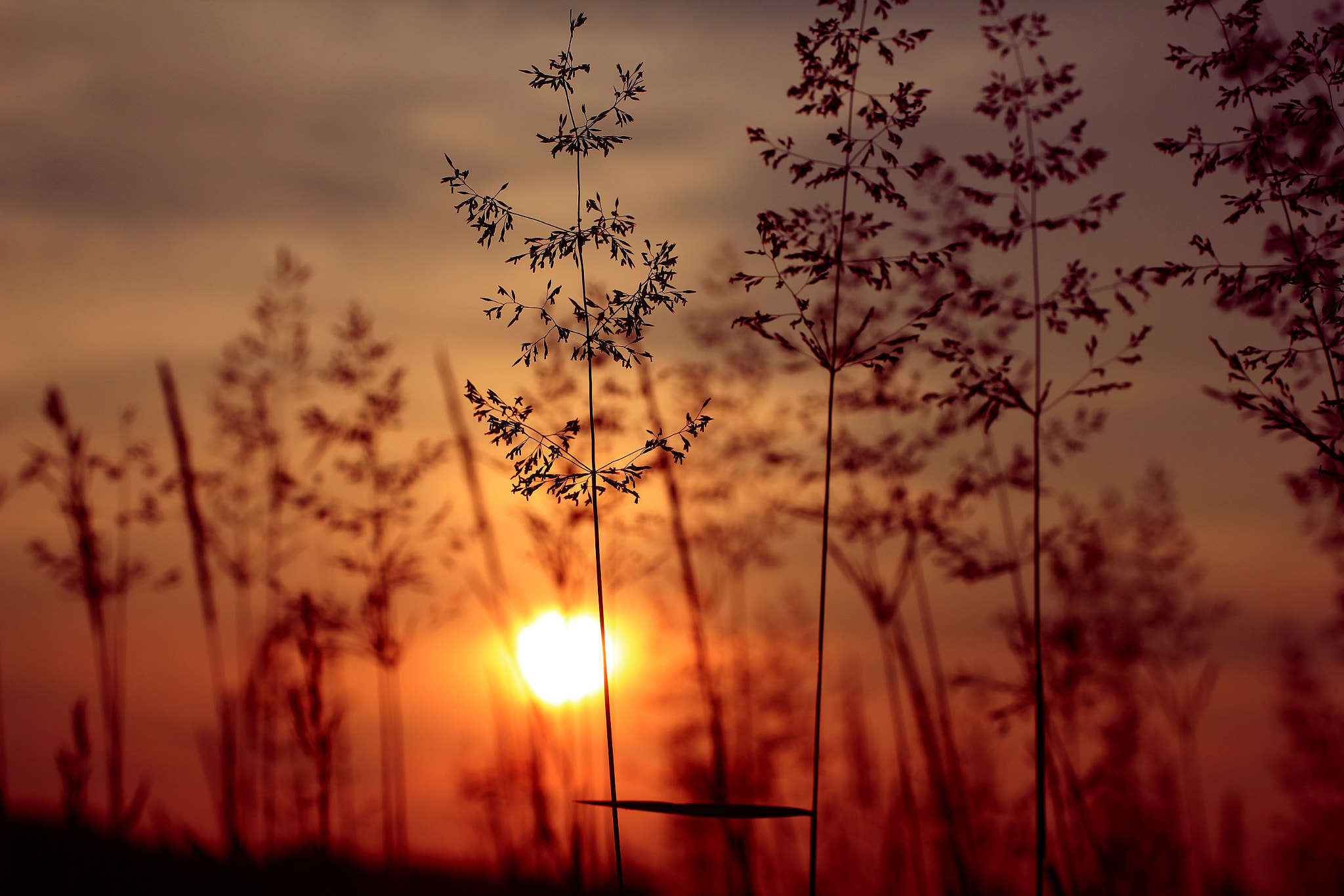 Canon EF 50mm F2.5 Macro sample photo. Good evening..  photography