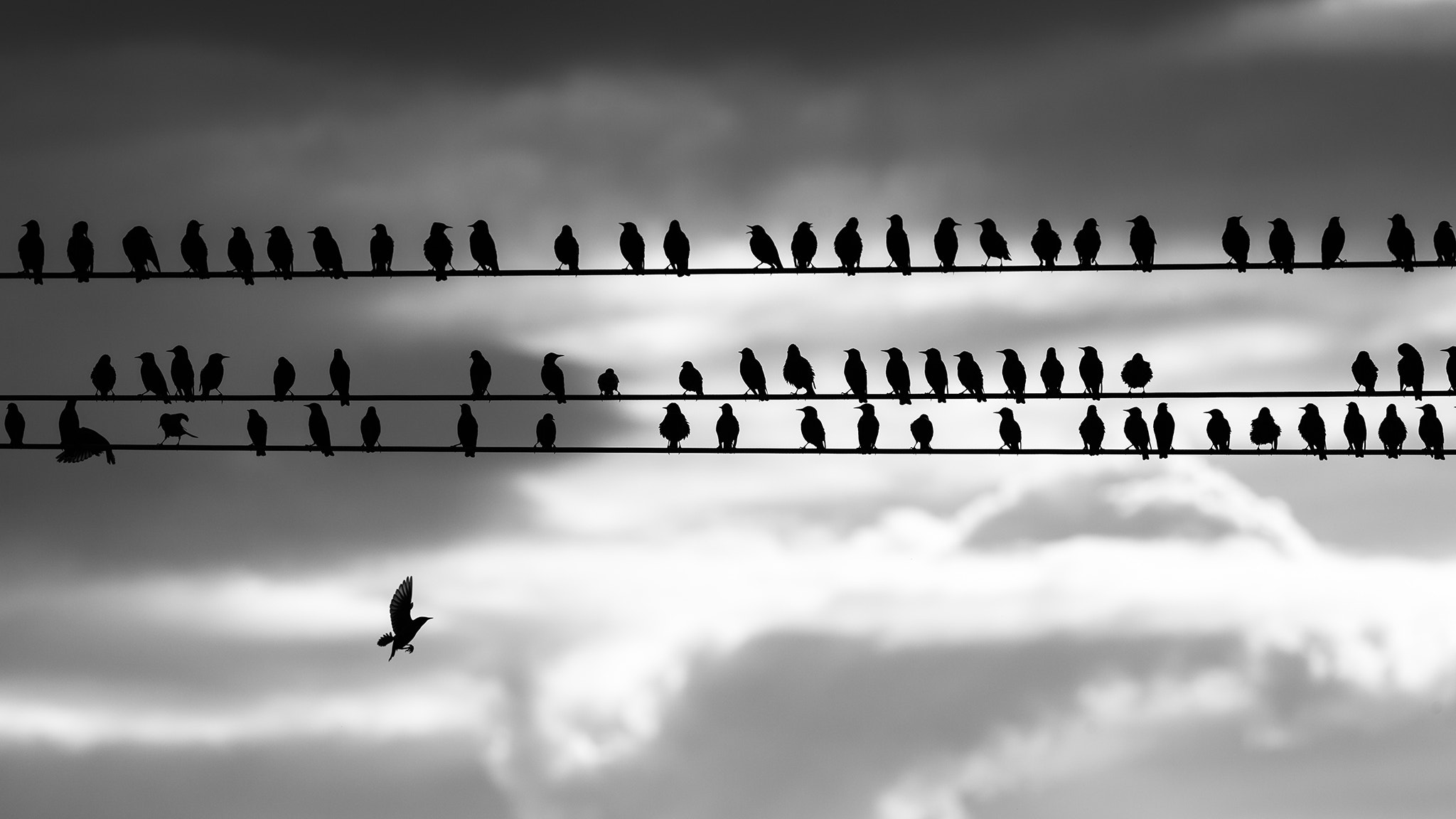 Canon EF 400mm F5.6L USM sample photo. On the wires photography