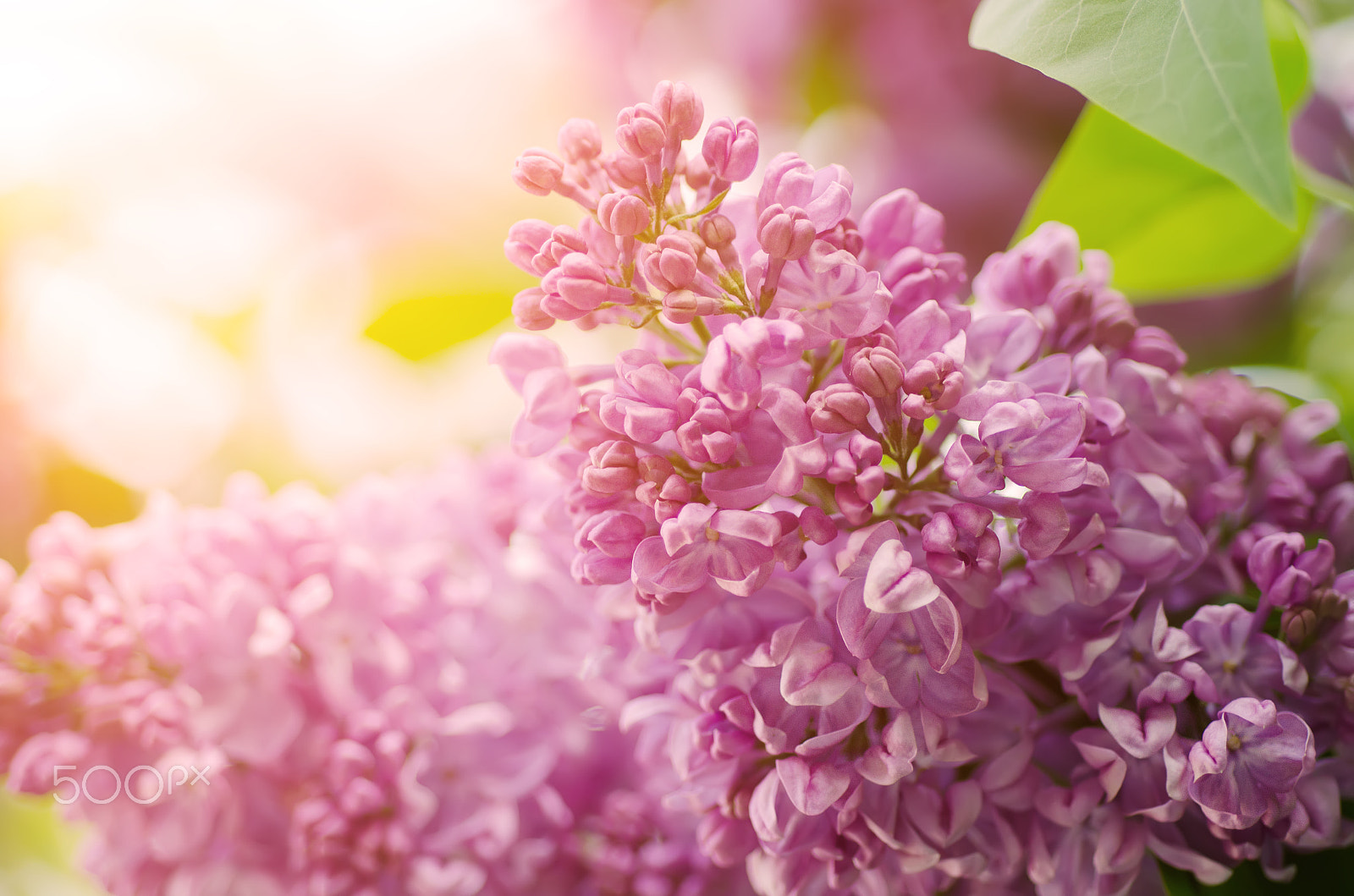Nikon D7000 + Nikon AF Micro-Nikkor 60mm F2.8D sample photo. Branch of lilac flowers photography